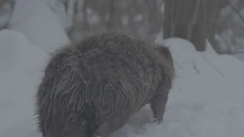 Beaver (Castor fiber) Stock Footage 164397908