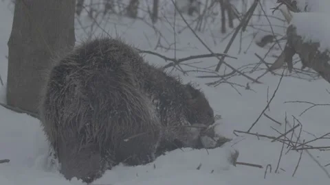 Beaver (Castor fiber) Stock Footage 164398014