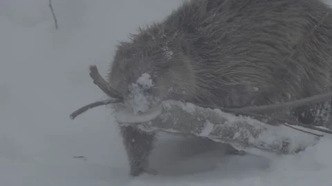 Beaver (Castor fiber) Stock Footage 164398017