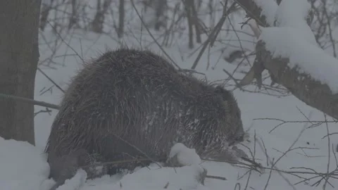 Beaver (Castor fiber) Stock Footage 164398026