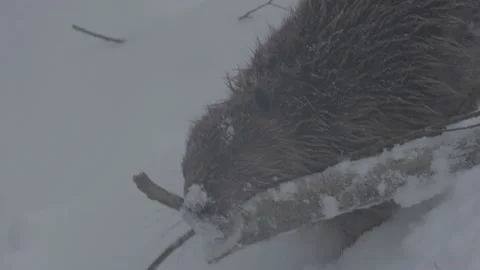 Beaver (Castor fiber) Stock Footage 164398065
