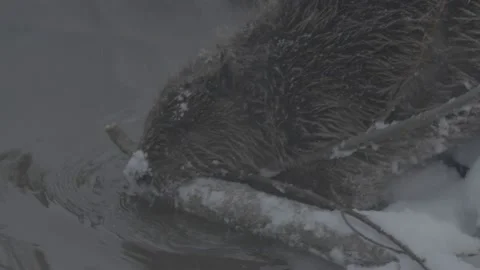 Beaver (Castor fiber) Stock Footage 164398182