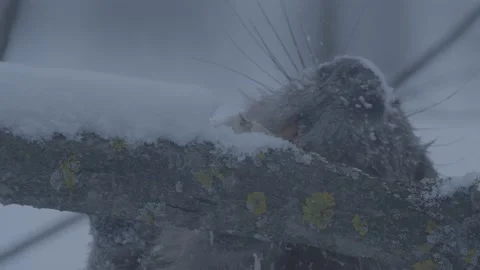 Beaver (Castor fiber) Stock Footage 164398359