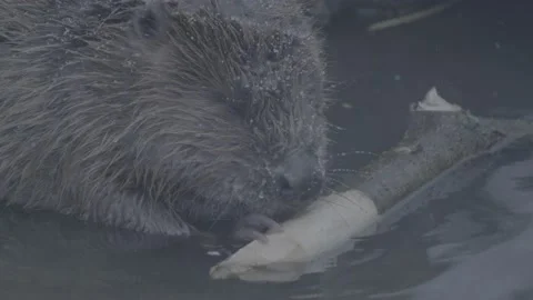 Beaver (Castor fiber) Stock Footage 164398364