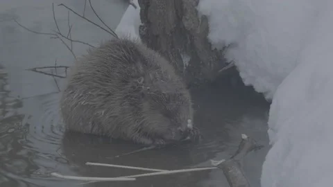 Beaver (Castor fiber) Stock Footage 164398367