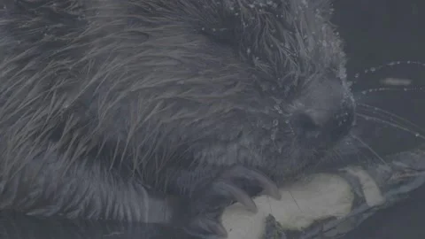 Beaver (Castor fiber) Stock Footage 164398419