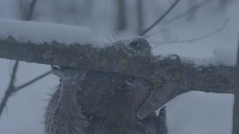 Beaver (Castor fiber) Stock Footage 164398552