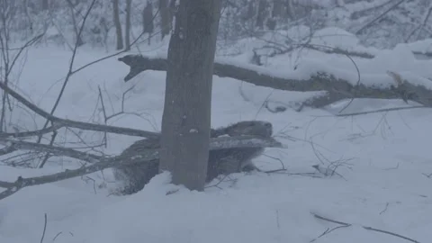 Beaver (Castor fiber) Stock Footage 164398640