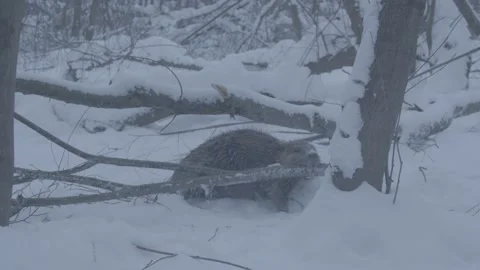 Beaver (Castor fiber) Stock-Footage 164398649