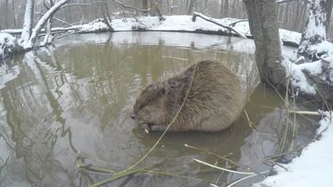 Beaver (Castor fiber) Stock Footage 164398891