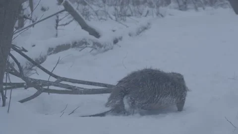 Beaver (Castor fiber) Stock Footage 164399003