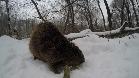 Beaver (Castor fiber) Stock Footage 164399227