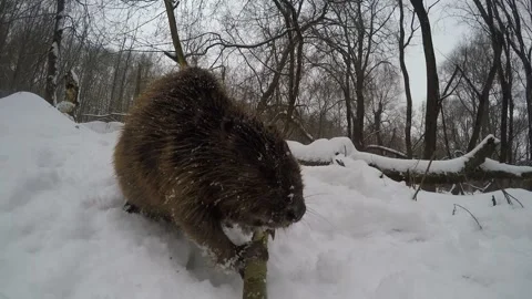 Beaver (Castor fiber) Stock-Footage 164399266