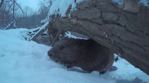 Beaver (Castor fiber) Stock Footage 164399375