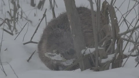 Beaver (Castor fiber) Stock Footage 164399591
