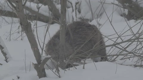 Beaver (Castor fiber) Stock Footage 164399886
