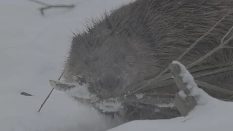 Beaver (Castor fiber) Stock Footage 164399954