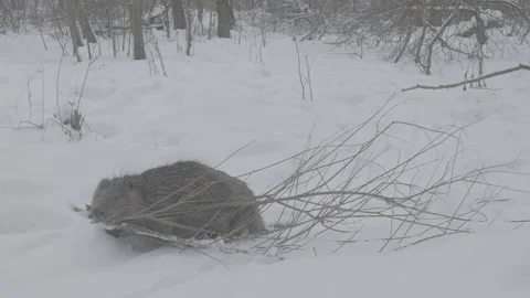 Beaver (Castor fiber) Stock Footage 164400118