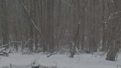 Beaver (Castor fiber) Stock Footage 164400936