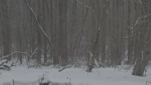 Beaver (Castor fiber) Video stock 164401024