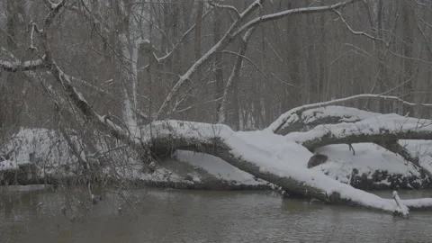 Beaver (Castor fiber) Stock Footage 164401064