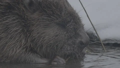 Beaver (Castor fiber) Stock Footage 164401212