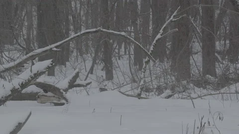 Beaver (Castor fiber) Stock Footage 164402023