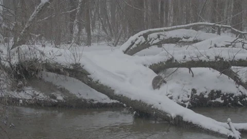Beaver (Castor fiber) Stock Footage 164402051