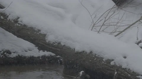 Beaver (Castor fiber) Stock Footage 164402344
