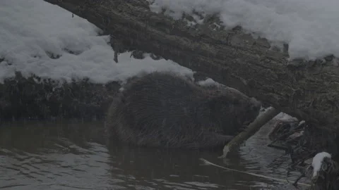 Beaver (Castor fiber) Stock Footage 164403325