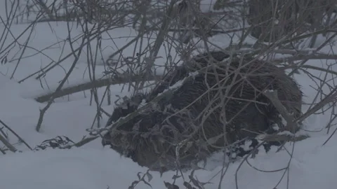 Beaver (Castor fiber) Stock Footage 164403688