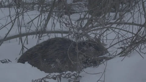 Beaver (Castor fiber) Stock Footage 164403839