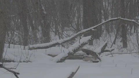 Beaver (Castor fiber) Stock Footage 164403882