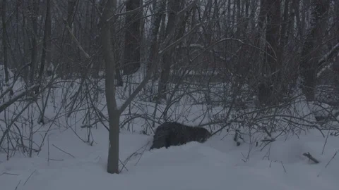 Beaver (Castor fiber) Stock Footage 164404048