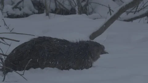 Beaver (Castor fiber) Stock Footage 164404499