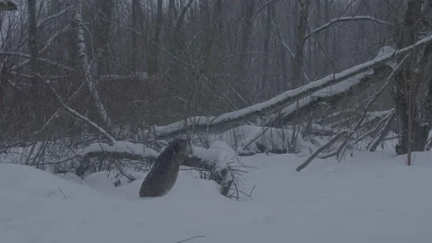 Beaver (Castor fiber) Stock Footage 164404550