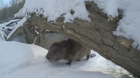 Beaver (Castor fiber) Stock Footage 164404566