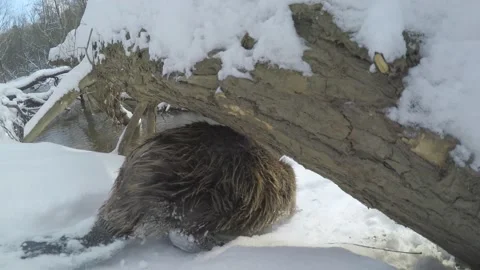 Beaver (Castor fiber) Stock Footage 164404592