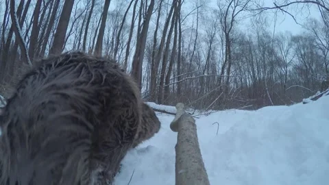 Beaver (Castor fiber) Stock Footage 164404679