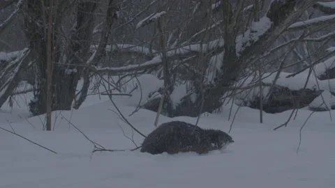 Beaver (Castor fiber) Stock Footage 164404767