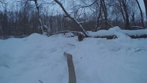 Beaver (Castor fiber) Stock-Footage 164405055