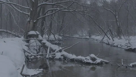 Beaver (Castor fiber) Stock-Footage 164405065