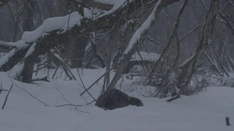 Beaver (Castor fiber) Video stock 164405690