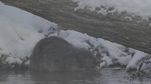 Beaver (Castor fiber) Stock Footage 164408181