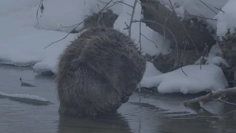 Beaver (Castor fiber) Stock Footage 164408286