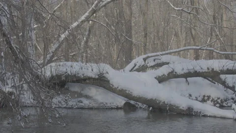 Beaver (Castor fiber) Stock Footage 164408353