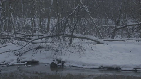 Beaver (Castor fiber) Stock Footage 164408360