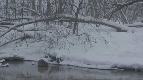 Beaver (Castor fiber) Stock Footage 164409204