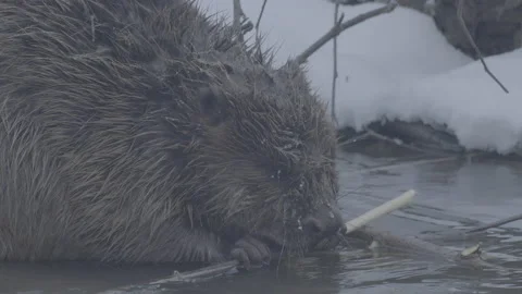 Beaver (Castor fiber) Video stock 164409429