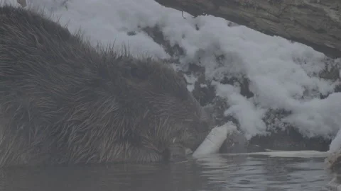 Beaver (Castor fiber) Stock Footage 164409696